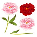 Pink and Red Peony Flower. isolated on White Background. Vector Illustration Royalty Free Stock Photo