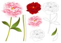 Pink and Red Peony Flower Outline. isolated on White Background. Vector Illustration. Royalty Free Stock Photo