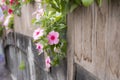 Pink and red periwinkle flowers in the garden Royalty Free Stock Photo