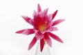 Pink red phyllo cactus flower