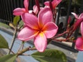 Plumeria frangipani flower closeups Royalty Free Stock Photo