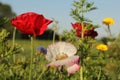 A pink and a red poppy closeup in a field margin in holland and a blue sky Royalty Free Stock Photo