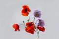 Pink and red poppy flowers Royalty Free Stock Photo