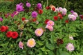 Pink, Red and purple Dahlia flowers growing amidst greenery from vegetable bed in garden during summertime Royalty Free Stock Photo