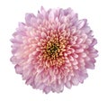 Pink-red-purple flower chrysanthemum, garden flower, white isolated background with clipping path. Closeup. no shadows. yellow-g Royalty Free Stock Photo