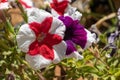 Pink, red, and purple with white stiped petunias Petunia atkinsiana hybrid close up in the sunshine Royalty Free Stock Photo