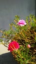 Pink and red purslane flower Royalty Free Stock Photo