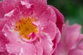 Pink red rose after the rain with several water droplets macro close up Royalty Free Stock Photo