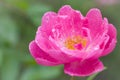 Pink red rose after the rain with several water droplets macro close up photo side perspective Royalty Free Stock Photo