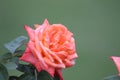 Pink Red rose`s petals closeup with blur nature. Beautiful floral background. Royalty Free Stock Photo