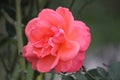 Pink Red rose`s petals closeup with blur nature. Beautiful floral background. Royalty Free Stock Photo