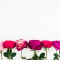 Pink and red roses flowers with green leaves on white background. Flat lay, top view. Floral composition with copy space Royalty Free Stock Photo