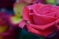Pink and red roses Royalty Free Stock Photo