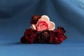 Pink and red roses Royalty Free Stock Photo