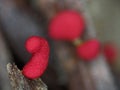 Pink sclerotium of a slime mold Physarum roseum