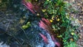 Pink seagrass in river at Roski Waterfall at Krka National Park Croatia Royalty Free Stock Photo