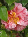 Pink and red striped camellia flower with yellow eye and green leaves Royalty Free Stock Photo