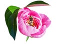 Pink red sunny peony flowers full of bumble bees in botanical garden in summer Moscow isolated on white background