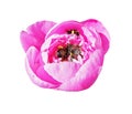 Pink red sunny peony flowers full of bumble bees in botanical garden in summer Moscow isolated on white background