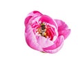 Pink red sunny peony flowers full of bumble bees in botanical garden in summer Moscow isolated on white background