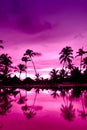 Pink and red sunset over sea beach with palms Royalty Free Stock Photo