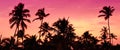 Pink and red sunset over sea beach with palms Royalty Free Stock Photo