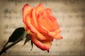 Pink and Red Tinged Rose With Green Leaves and Stem Held over a Background of Classical Sheet Music