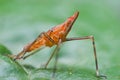 Pink/red treehopper nymph