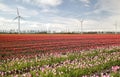 Pink and red tulip field and windmills