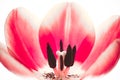 Pink red tulip flower extreme macro close up. Details tulip inner flower with pistil, stamen, filament, stigma and petals.