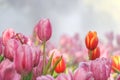 Pink and red tulip flowers in morning mist (soft focus) Royalty Free Stock Photo