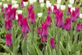 Pink red tulip large flower bed many flowers Royalty Free Stock Photo