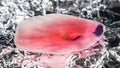 Pink red tulip petal and cheesecloth on crumpled foil Royalty Free Stock Photo