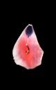 Pink red tulip petal and cheesecloth on crumpled foil Royalty Free Stock Photo