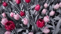 Pink and red tulips against grey background. Royalty Free Stock Photo