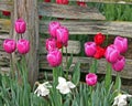 Pink and Red Tulips in Front of a Weathered Wood Fence