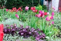 Pink and red tulips after the rain in the garden among the greenery. a drop on a flower. Royalty Free Stock Photo