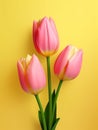 Pink red tulips on yellow background Royalty Free Stock Photo