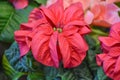 Pink and Red Poinsettia Flowers with Yellow Centers