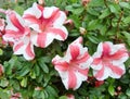 Pink red and white flower grouping