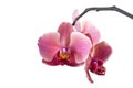 Pink red and white orchid closeup isolated on white background as postcard with copy space for text and as mockup Royalty Free Stock Photo
