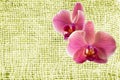 Pink red and white orchid closeup isolated on yellow background with the texture of coarse burlap as postcard Royalty Free Stock Photo