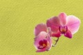 Pink red and white orchid closeup isolated on yellow background with the texture of coarse burlap as postcard with copy space Royalty Free Stock Photo