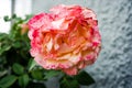 Pink red white rose blooming urban gardening Royalty Free Stock Photo