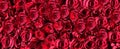 Red roses background ,greetings card banner For Valentine day and Women day pattern