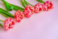 Pink, red and white tulips on a pink background. Flowers for Mother's Day, Women's Day on March 8. Space for