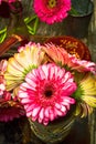 Pink, red, and white variegated flower petals of gerbera daisies Royalty Free Stock Photo