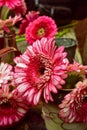 Pink, red, and white variegated flower petals of gerbera daisies Royalty Free Stock Photo