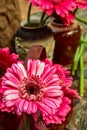 Pink, red, and white variegated flower petals of gerbera daisies Royalty Free Stock Photo