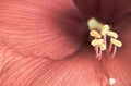 Pink red winter blooming flower amaryllis with yellow pistils with macro details